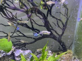 Sick guppy or old guppy?