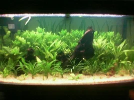 My new discus