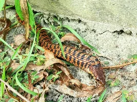 Once again... Found something totally awesome in the back yard.
