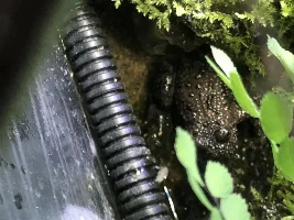 55g Himalayan Foothills Paludarium
