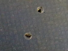 it's probably the easiest egg laying fish to spawn