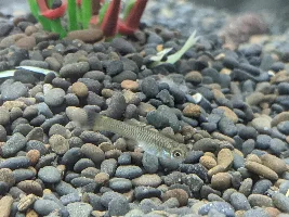 Fry ID (if possible)