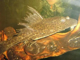 Pleco Id Please