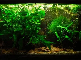 Tall Low Tech Plants?