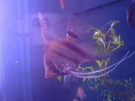 My First Trpical