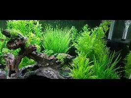 Fish dying