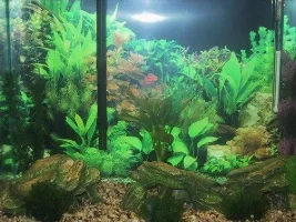 My other tank