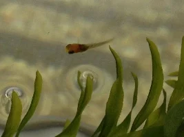 Stowaway Fry From A Live Plant