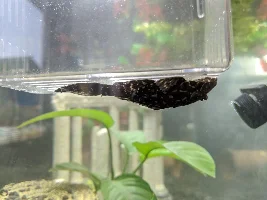 Thanks for all the help - happy fish pics
