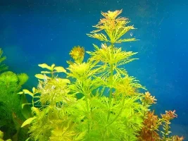 Please Help My Plants Are Growing Funny