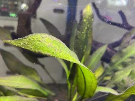 Brown algae everywhere!