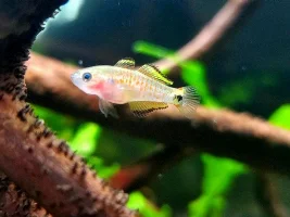 Peacock gudgeon photos