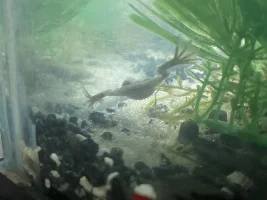 Is my ADF OK?
