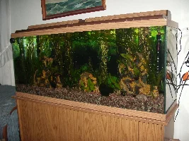 Help with Tetras - new tank