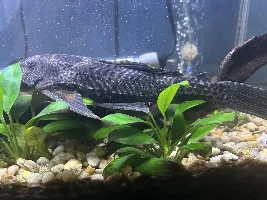 Urgent: Common Pleco needs new home!