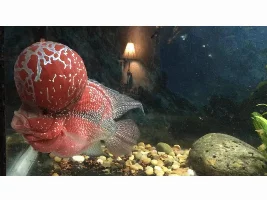Flowerhorn KOK Buoyancy
