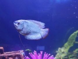 Is our Powder Blue Gourami Sick or Just Fat??