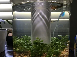 Guppy Swollen Gills + TB???