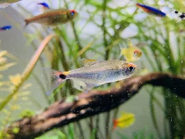What name is this fish?thanks