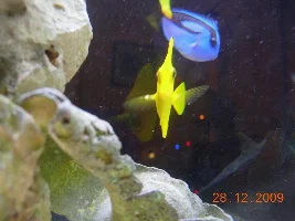 Yellow Tang Problems