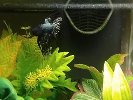 one of my betta tanks