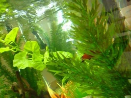 Help! Is This Fin Rot?