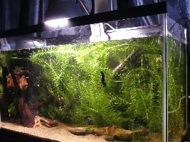 29g tank remodel...
