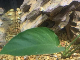 Help! White particles on top of water, cycling new tank