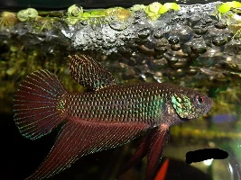 February 2015 - Fish Of The Month Winner