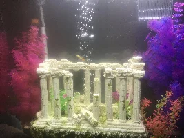 New guppy mama