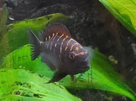 SOLD. For Sale: Tropheus varieties - Kidderminster, Worcestershire