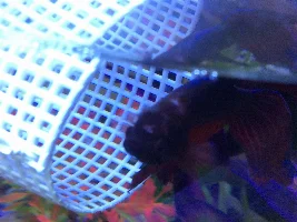 Help!!! Betta is hurt!!!