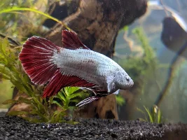 Betta Belly Swollen?