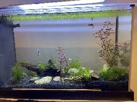5 gallon Fluval Spec V