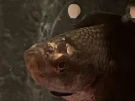 White Spots on Bettas head