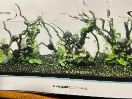 What are your favourite or memorable aquascapes that you have seen in the past or present?
