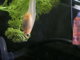 Pregnant guppy or bloat?