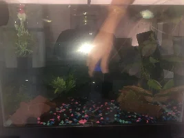 Never ending ammonia issue
