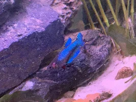 Females betta attacking