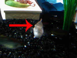 Balloon Molly Cataract?
