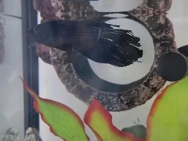 Depressed Betta Fish