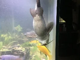 Angelfish making sounds, and sexing