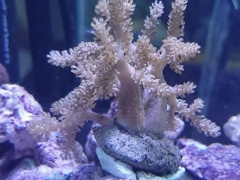 My first saltwater tank - Aqueon Frameless Cube Aquarium, 3 Gallon