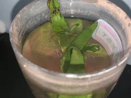 Thought java fern was dying but I guess it's reproducing?