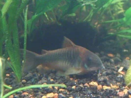 Amanda's 55g ~~tons & Tons Of Pics!