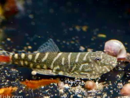 purpose of bright colors on fins of fish ( red tailed hillstream loaches )
