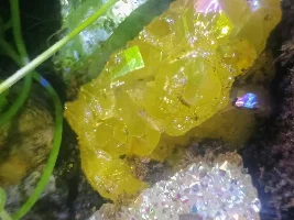 My Cousin's Rock Collection- 5.5 Gallon Thrive Terrarium Journal