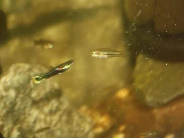 Black cobra endler