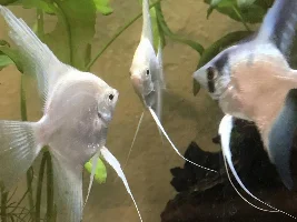 Angelfish surprise