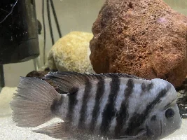 Convict and salvini breeding